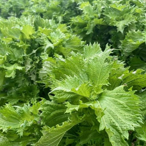 Perilla Green Ao Shiso Seeds