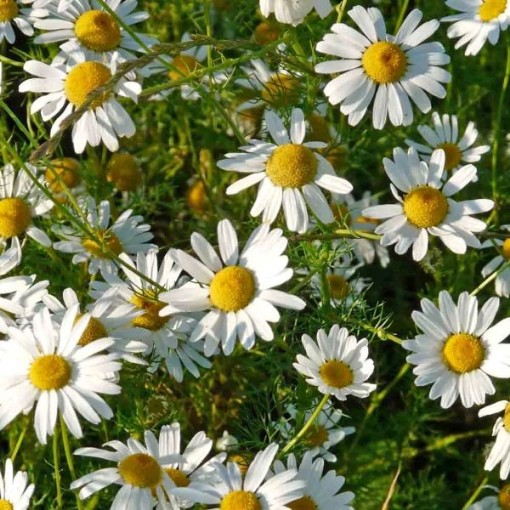 Roman Chamomile Seeds