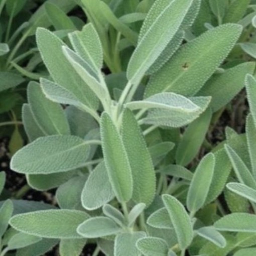 Sage Seeds