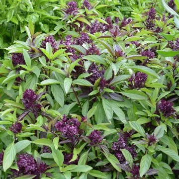 Siam Queen Basil Seeds