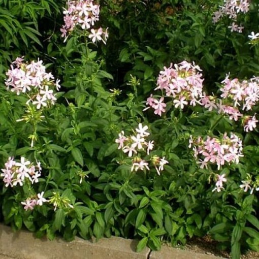 Soapwort Seeds