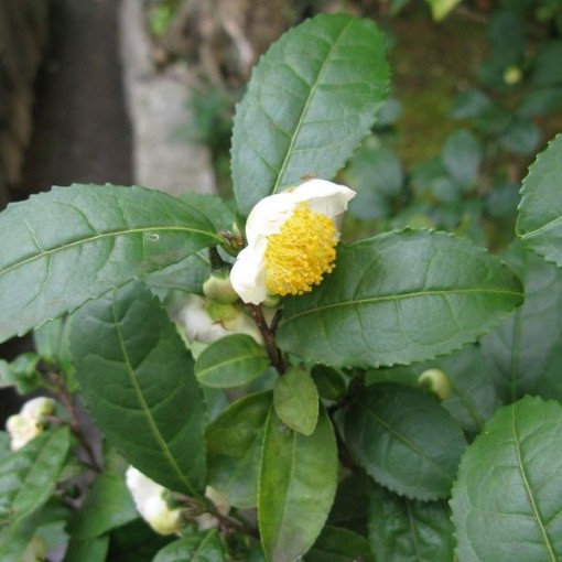 Tea Leaf Seeds
