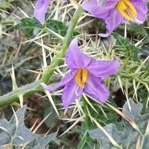 Kantikari Seeds