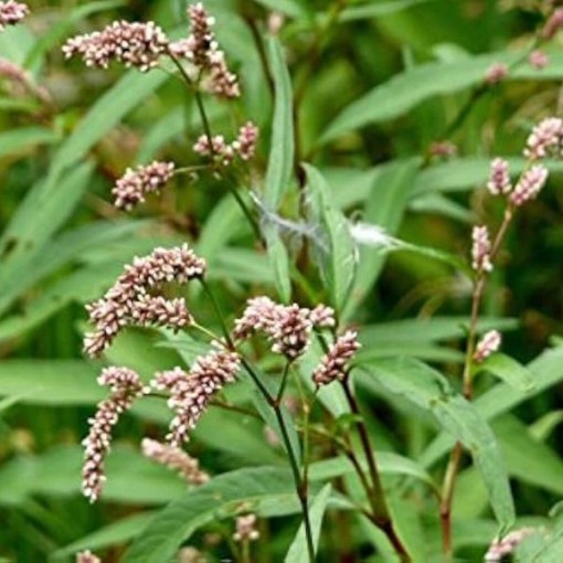 Water Pepper Seeds
