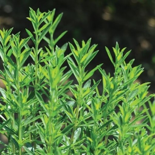 Winter Savory Seeds