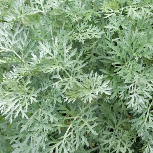 Wormwood Seeds