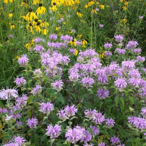 Wild Bergamot Seeds