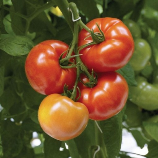 Geronimo Tomato Seeds