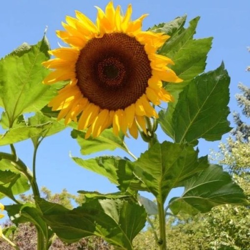 Mongolian Giant Sunflower Seeds