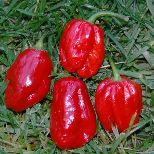 Aji Dulce #2 Pepper Seeds