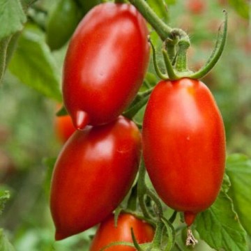 Giant Paste Tomato Seeds