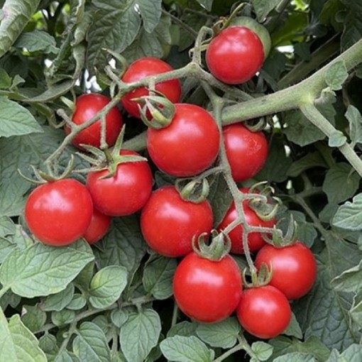 Grandpa's Minnesota Tomato Seeds