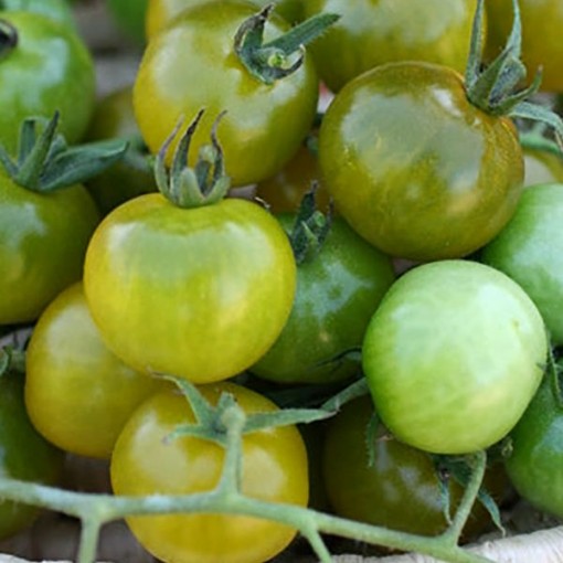 Green Doctors Tomato Seeds