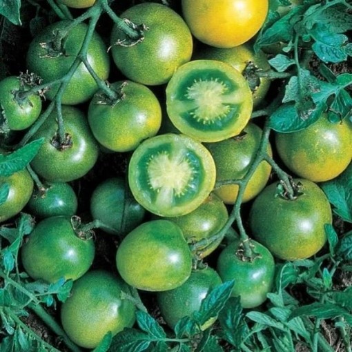 Green Grape Tomato Seeds