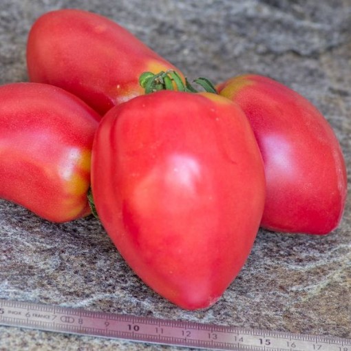 Grushovka Tomato Seeds