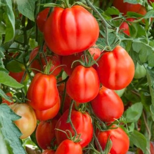 Giant Garden Paste Tomato Seeds