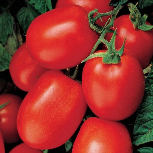 Health Kick Tomato Seeds