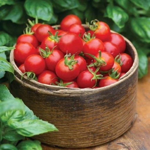 Baby Boomer Tomato Seeds