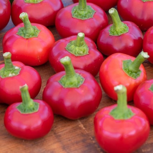 Large Cherry Pepper Seeds