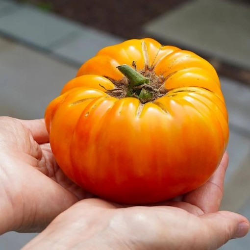 Hawaiian Pineapple Tomato Seeds