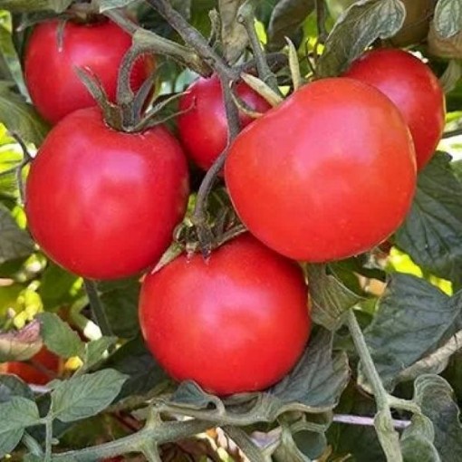 Heinz 2274 Tomato Seeds