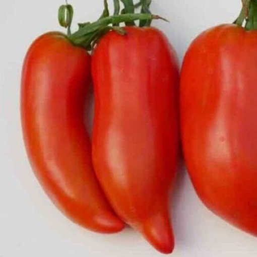 Howard German Tomato Seeds