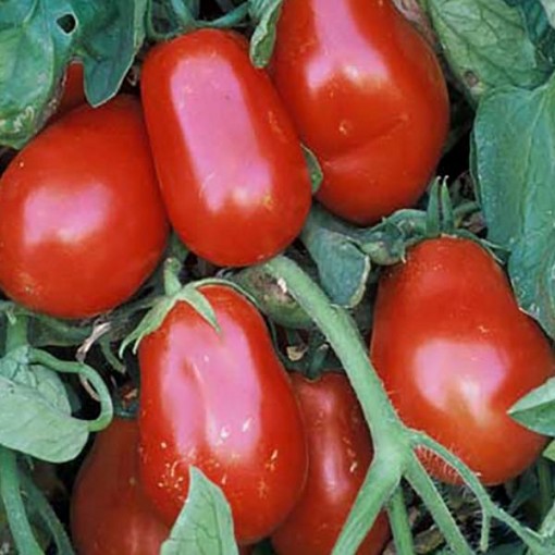 Hungarian Italian Tomato Seeds