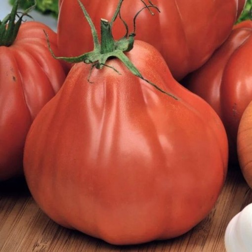Italian Red Pear Tomato Seeds