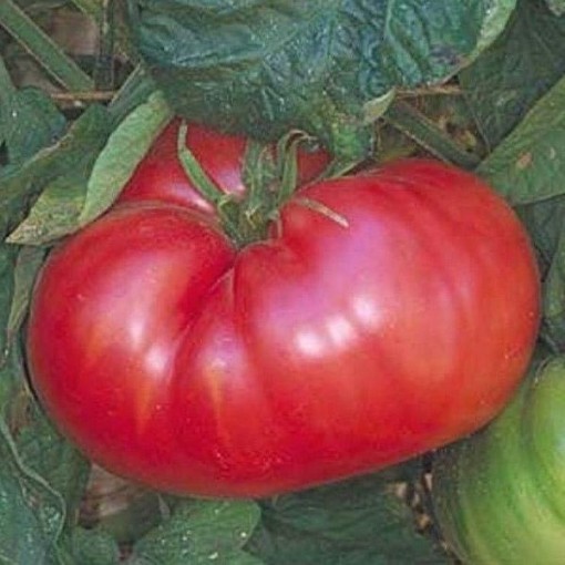 Italian Sweet Tomato Seeds