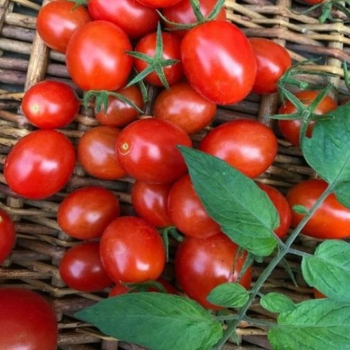 Jelly Bean Red Tomato Seeds