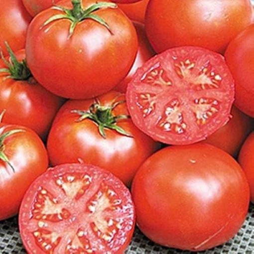 John Baer Tomato Seeds