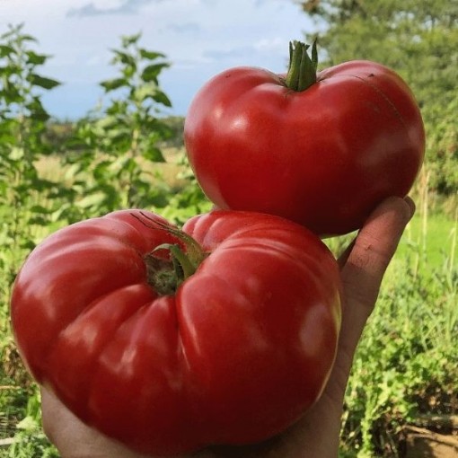 Magnum Tomato Seeds