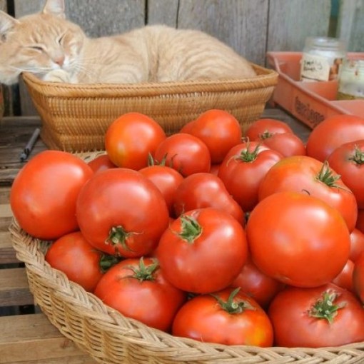 Maria Nagy Giant Tomato Seeds