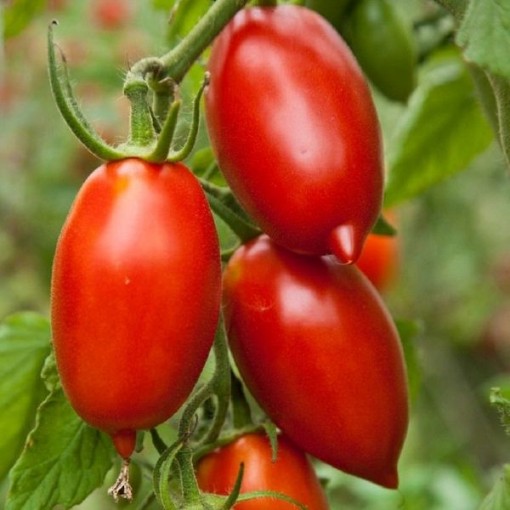 Marzinera Tomato Seeds