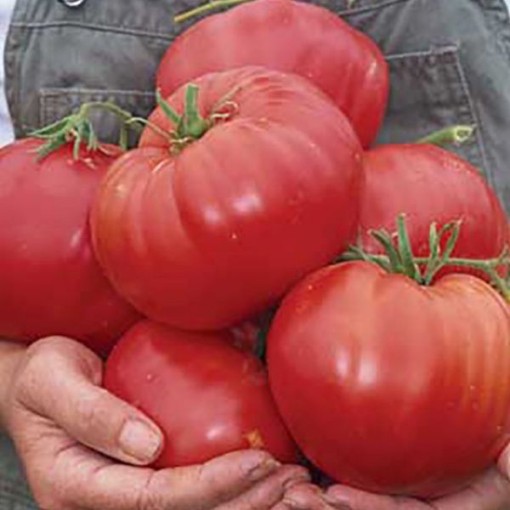 Mexico Tomato Seeds