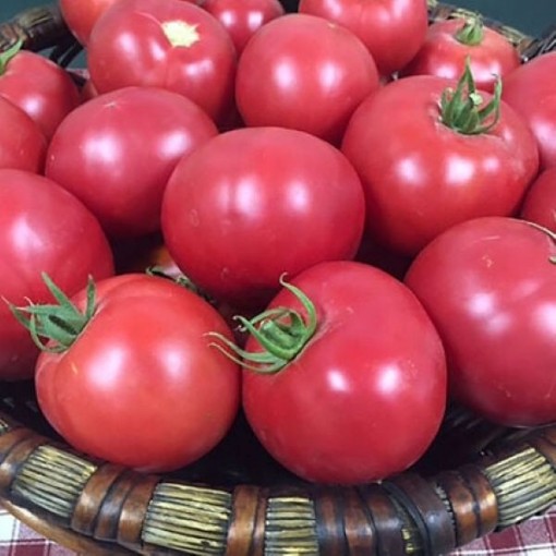 Mountain Rouge Tomato Seeds