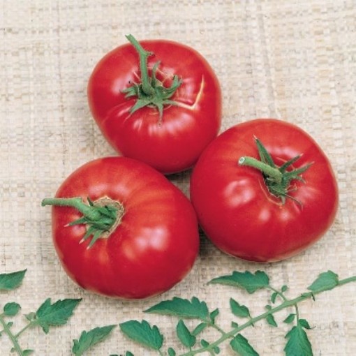 Mule Team Tomato Seeds