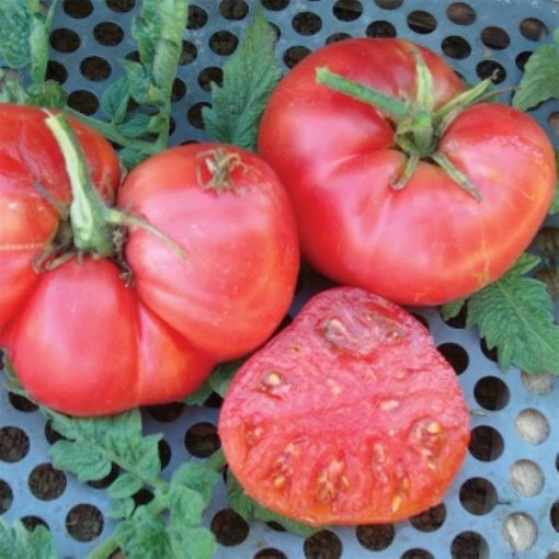 New Big Dwarf Tomato Seeds