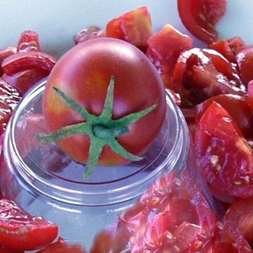 Northern Delight Tomato Seeds