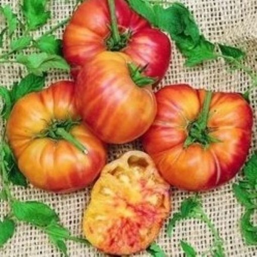 Old German Tomato Seeds
