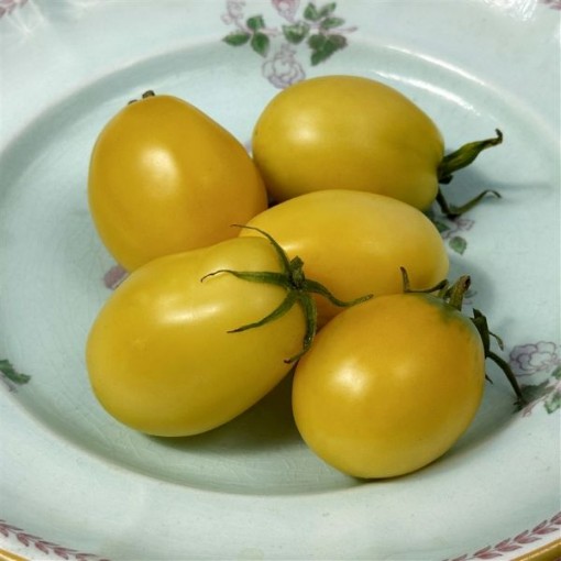 Old Ivory Egg Tomato Seeds