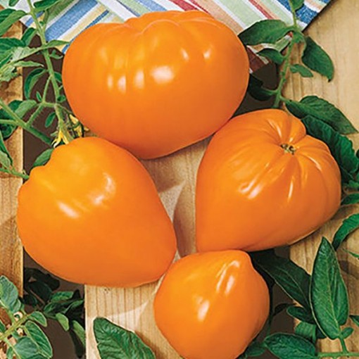 Orange Oxheart Tomato Seeds