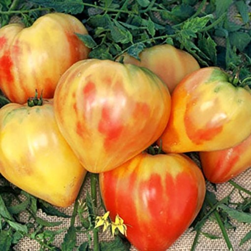 Picture of Orange Russian 117 Tomato Seeds
