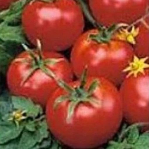 Pearson Improved Tomato Seeds