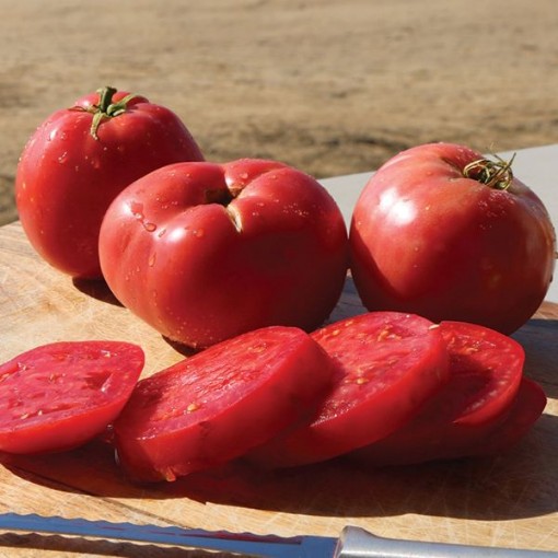 Pink Girl Tomato Seeds