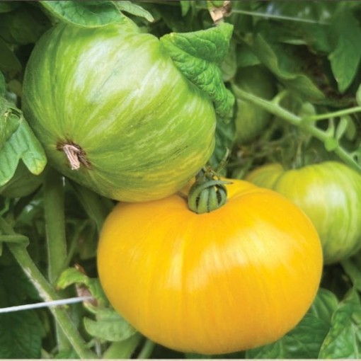 Pork Chop Tomato Seeds