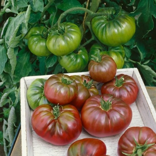 Purple Calabash Tomato Seeds