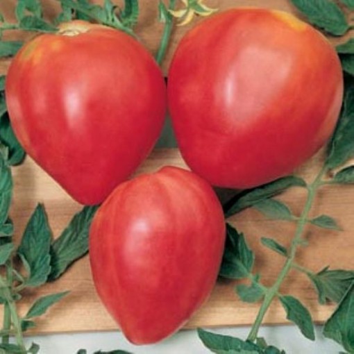 Red Oxheart Tomato Seeds