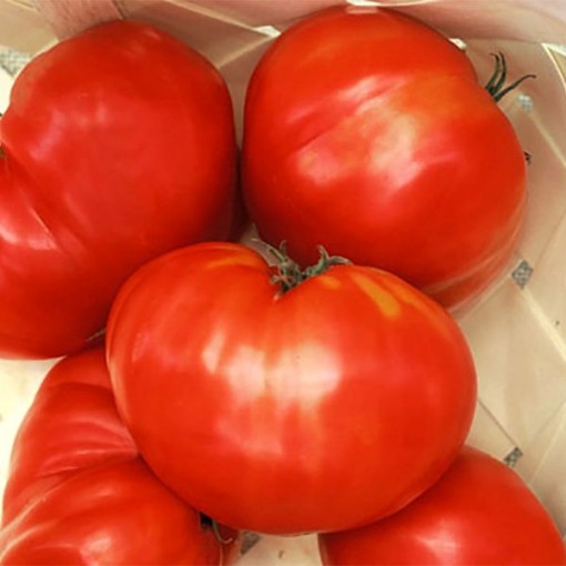 Russian 117 Tomato Seeds