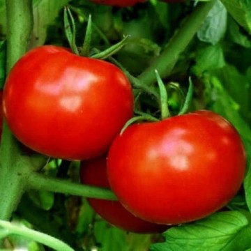 Rutgers Improved Tomato Seeds